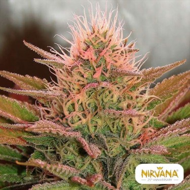 Plante de marijuana Bubblelicious