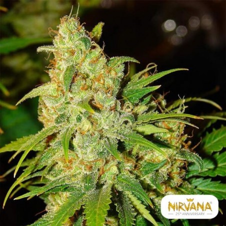 Plante de marijuana Bubblelicious Auto