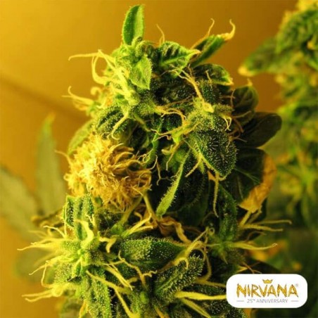 Northern Lights Auto Plante de marijuana