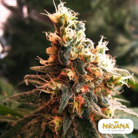 Plante de cannabis Jock Horror Autofloraison