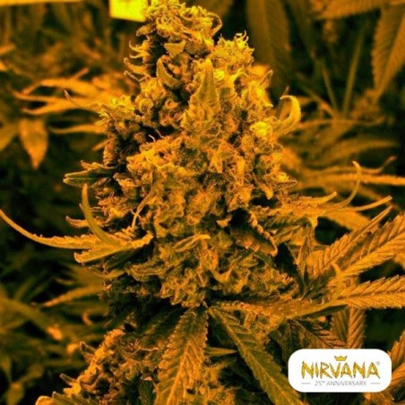 Blueberry Kush Auto Plante de marijuana