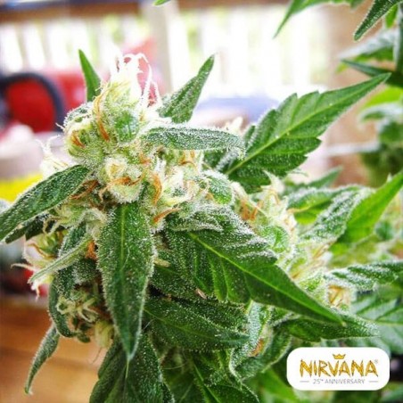Plante de cannabis AK 48 Autofloraison