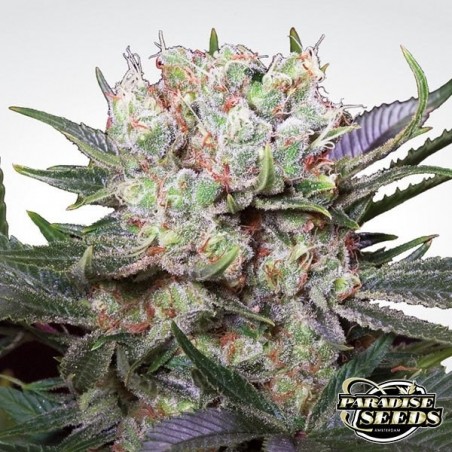 Plante de cannabis Californian Gold