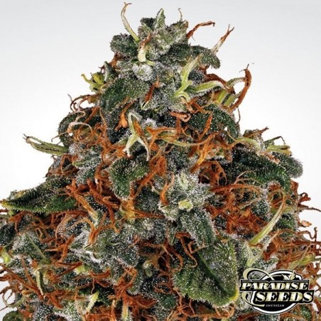 Plante de cannabis Space Cookies
