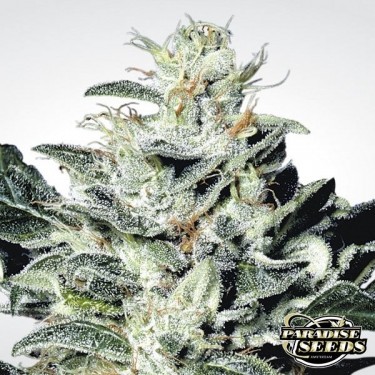 Plante de cannabis Sensi Star