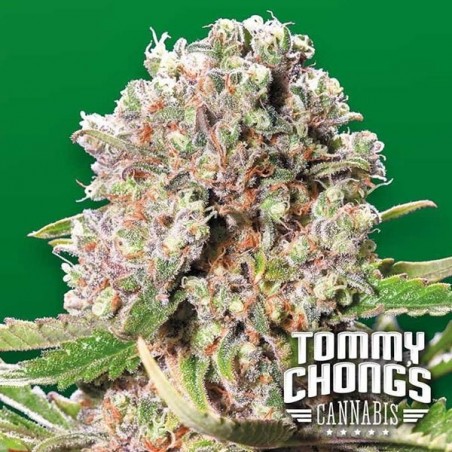 Mendocino Skunk Plante de marijuana