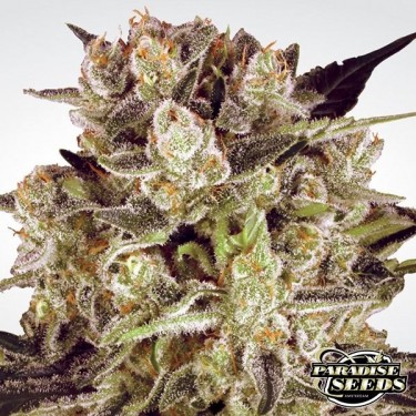 Durga Mata II CBD Plante de marijuana