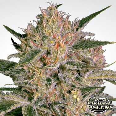 Nebula II CBD Plante de marijuana