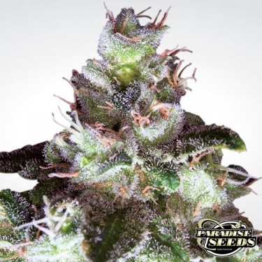 Original White Widow