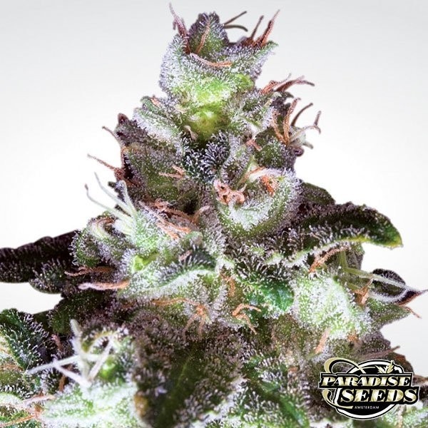 Voir Original White Widow