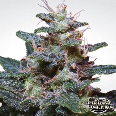 Sweet Purple