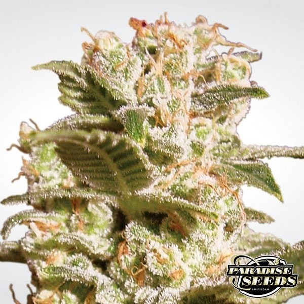 Voir Belladonna Plante de marijuana