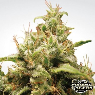 Opium Plante de cannabis