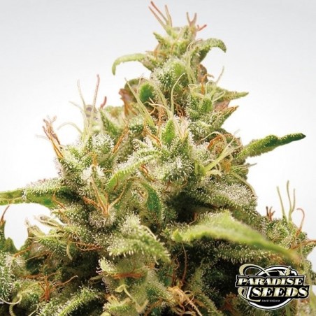 Opium Plante de cannabis