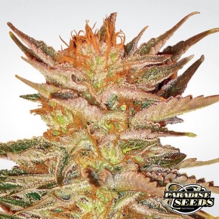 Ice Cream Plante de cannabis