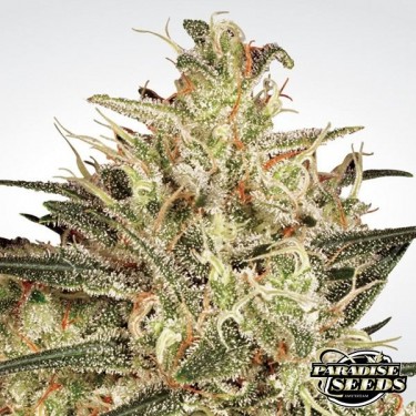 Atomical Haze de Paradise Seeds