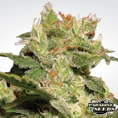 Auto Jack