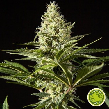 Plante de marijuana Black Bomb