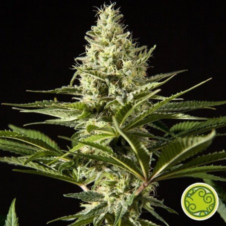 Plante de marijuana Black Bomb