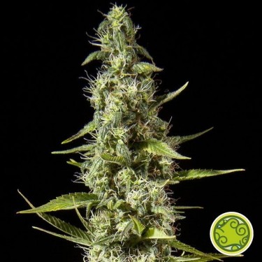 Early Maroc de Philosopher Seeds féminisées - Grow Barato