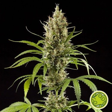 Plante de marijuana Easy Haze