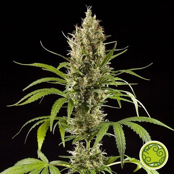 Voir Plante de marijuana Easy Haze
