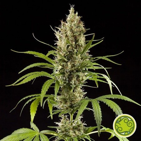 Plante de marijuana Easy Haze