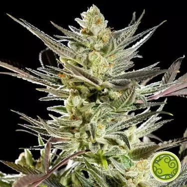 Plante de marijuana Fruity Jack / Jack El Frutero