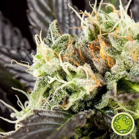 Heaven's Fruit Plante de marijuana