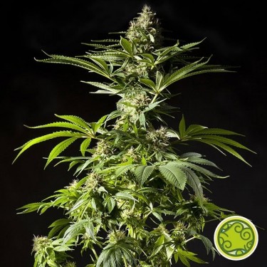 Plante de cannabis Tropimango