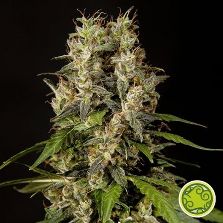 Sweet Love du Philosopher Seeds féminisées - Grow Barato
