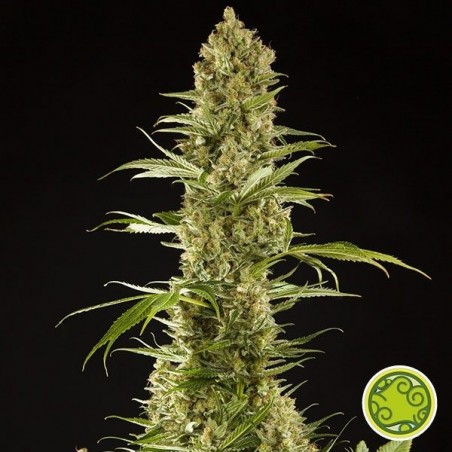 Plante de marijuana Sugar Pop