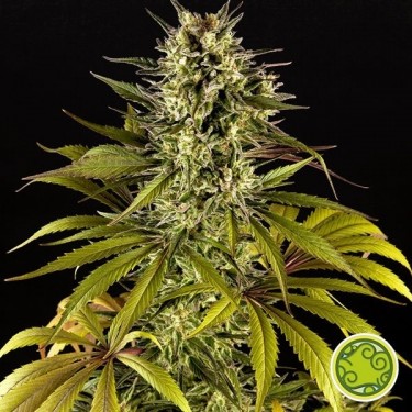 Plante de marijuana Spicy CBD / Superjuani