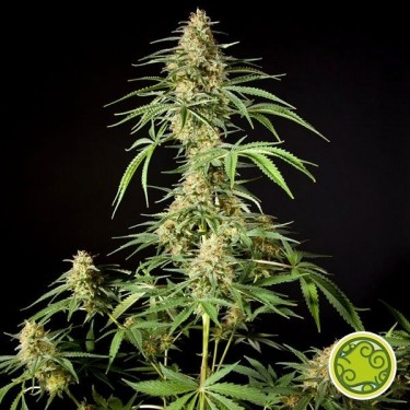 Plante de marijuana Philo Skunk - Gokunk