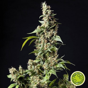 Plante de marijuana Orange Candy / Naranchup