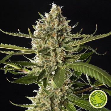 Lemon OG Candy Plantye de marijuana