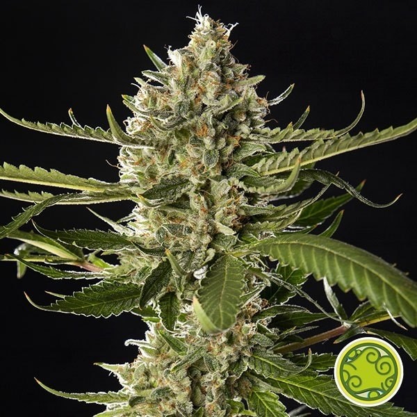 Voir Lemon OG Candy Plantye de marijuana