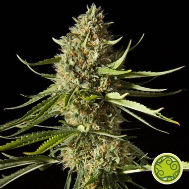 Amnesika 2.0 Plante de marijuana