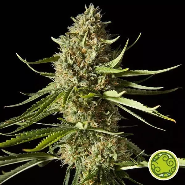 Voir Amnesika 2.0 Plante de marijuana