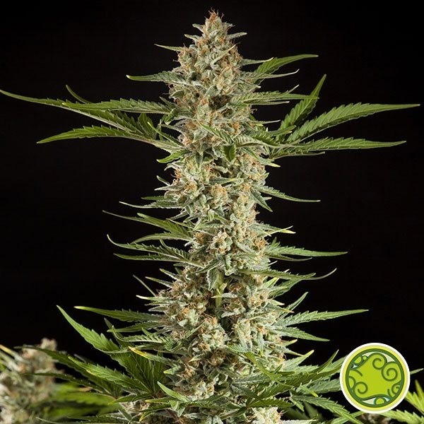 Voir Plante de marijuana Fraggle Skunk Auto