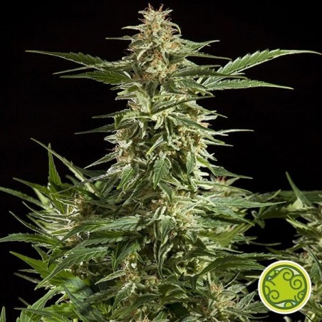 Lemon Auto CBD Plante de marijuana