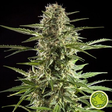 Cheesy Auto CBD Plante de marijuana