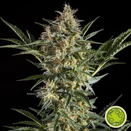 Sleepy Yoda Auto Plante de marijuana