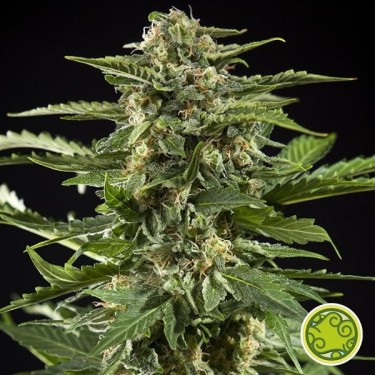 Plante de marijuana Cheesy Auto