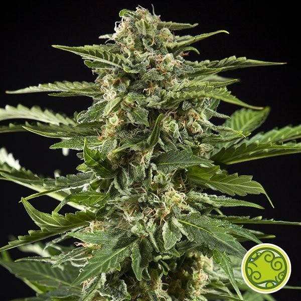 Voir Plante de marijuana Cheesy Auto