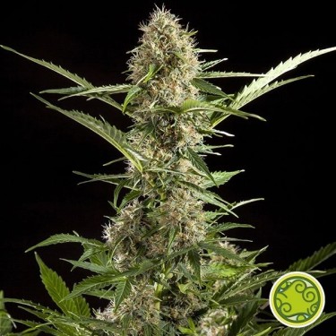 Plante de marijuana White Yoda Auto