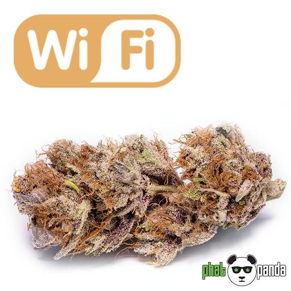 Voir Plante de cannabis Wi Fi