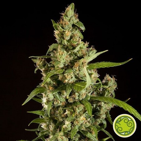 Jamaican Blueberry BX Plante de marijuana