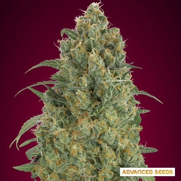 Voir Auto Strawberry Gum de Advanced Seeds - Grow Barato