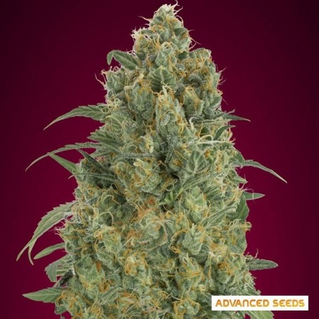 Auto Strawberry Gum de Advanced Seeds - Grow Barato
